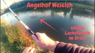 Lachsforellenangeln mit Spoon und Pose Angelhof Weseloh Powerbait Big Trout Fishing Forellenangeln
