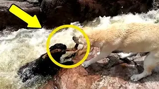 Amazing Dog Saves Friend From Drowning - Animals are amazing.
