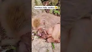 Monkey Videos Affen-Videos Видео с обезьянами モンキービデオ
