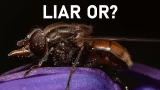 Rhingia flies - pathological liars or problem solvers?