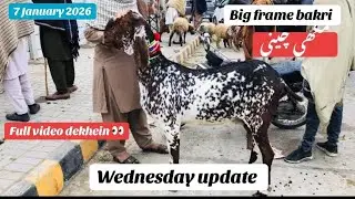 Wednesday latest update Big frame bakri makhi cheeni HS GOAT FARM 🐐