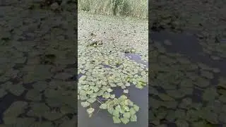 Водяной орех- Чилим.