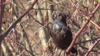 Common Grackle building a nest