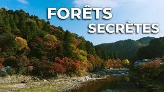 Les Forêts Secrètes du Japon : Là Où le Temps S'Arrête et les Dieux Marchent