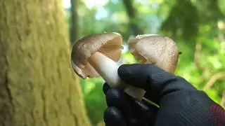 Fibrecap
