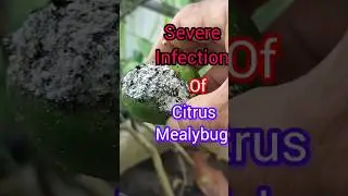 Severe infection of Lemon fruit by Citrus Mealybugs #shortvideo #Citrus fruits#infection of lemon