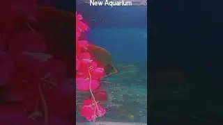 new aquarium #shorts #kite fish. gold fish. silver shark. croco fish..
