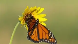 🦋 Butterfly New status video Song 😍 beautiful butterfly 😍 status |