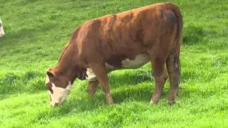 B+LNZ Dairy Beef Integration &ndash; an interview on Rural Delivery