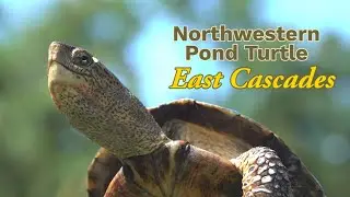 Northwestern Pond Turtle East Cascades Research with ODFW in Mosier, Oregon