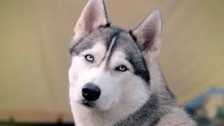 blue eyes dogs