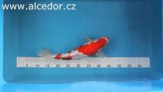 Alcedor KOI 7858 8995