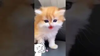Meo meo meowing cute kitten 🐈#shorts  #cat #cute #pets #catvideos #trending #youtubeshorts #ytshorts