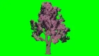 Family Tree Video Green Screen-Free Tree Green Screen videos in The Wind