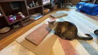 What does Milo think about this concrete slab nonsense? Also are we ever going to finish the pond?