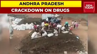 Cannabis Worth Rs 500 Crore Destroyed By Andhra Pradesh Police Under 'Operation Parivartan'