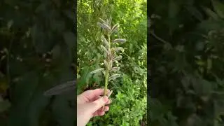 I found this absolutely beautiful stock of dried lupine seed pods today! Love the sound!