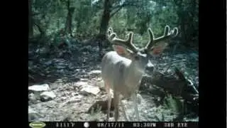 Trail Cam Contest 2011