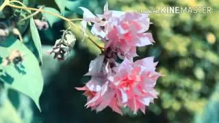 Our Nature is beautiful | Save our Environment | A short Video By RANSOUVI