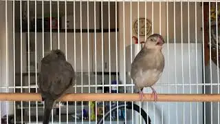 Young Java finches 2019 - Singing lessons