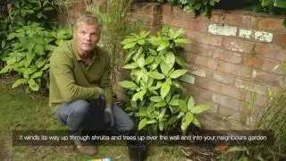 Bindweed On Wall | Videos | Roundup Weedkiller