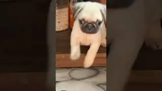 Cute little Pug #viralshort #pug #cuteanimal #cutedog #viralshort