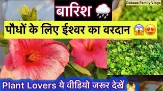 Rainy Season में पौधों की Growth का सबसे बड़ा राज 🌿| Dabaas Family Vlogs |#gardeningtips #barish 