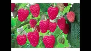 GERDS Raspberries Framboises Lamponi Himberen Maline Ahududu. Strng Quartet by MJBV
