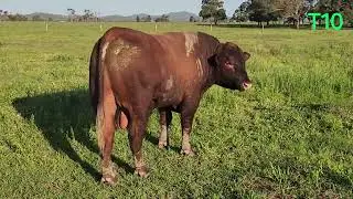 Redlink T10 at 26 months 751kg