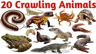 20 Crawling Animals Names in English | Learn Insects & Creepy Crawlies for Kids | Fun Learning