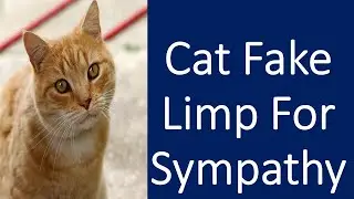 Cat Fake Limp For Sympathy Video | Cat Fakes Limp for Sympathy Before Hilariously Switching Paws.