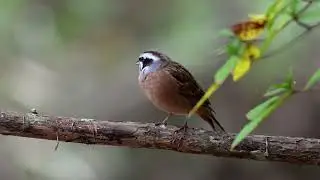 日本の風景kuni-hiro編集　　再度山公園　12/20