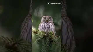 Rabbit Lost in the Magical Forest