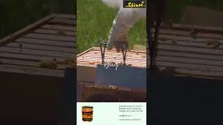Order Raw Honey Online 🍯📦 | Pure Goodness Delivered #honey #food #immunity #healthyliving #ytshorts