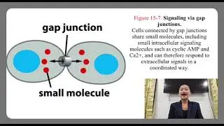 CELL COMMUNICATION AND SIGNAL TRANSDUCTION(GROUP-6)#first reporter
