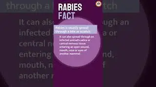 How does rabies spread? #FFXHealthFacts
