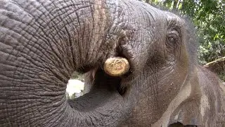 Seeing Elephant Roaming Free For The First Time