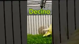 Decino lovebird #birds #Decino #ytshorts