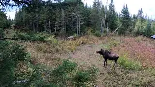 Orignal à ma cache 2023