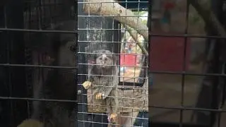 Adorable baby monkey playing in the garden #travel #nature #monkey #monument
