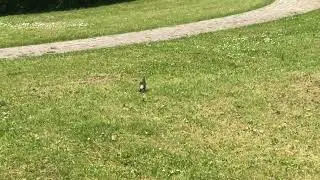 Was ist das f&uuml;r eine Vogelart?