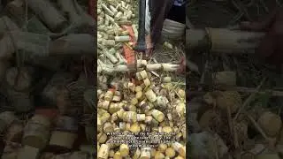 An Efficient Manual Sugarcane Cutting Machine