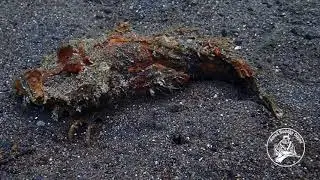 Devil Scorpionfish @AmedBuddhaDiving