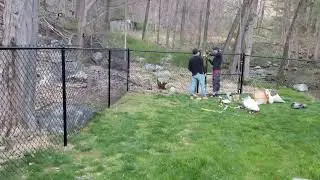 Residential Security Gates & chainlink Fencing fence Install  all types of fences,were almost done!!