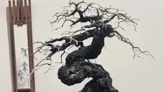 Triển lãm cẩm thị bonsai hội tụ những cây đẹp đẳng cấp nhất Thái Lan lh 0795050333