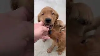 Golden retriever puppies make beautiful pets and loyal companions. They will be friendly dogs.