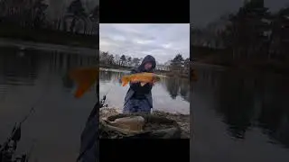 lovely carp and koi
