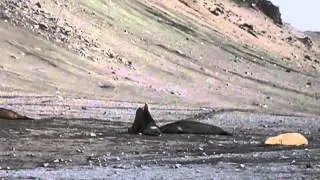 Juvenile Elephant Seals Fighting