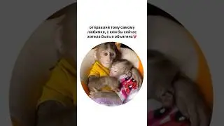 #monkey #cuteanimals #primate #babymonkey #gorila #cutemonkey #chimpanzee #family #funny #baby