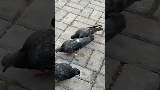 Кептер #кептеи #pigeon #shorts #almaty #голуби #голубь #голуб #비둘기 #Pombo #gołąb #Taube #piccione #鳩